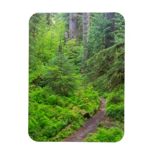 Olympic National Park, Forest trail Magnet