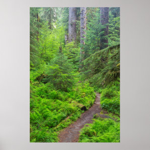Olympic National Park, Forest trail Poster