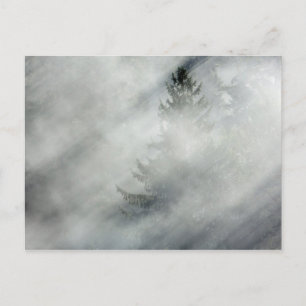 Olympic National Park   Hoh River Valley Postcard