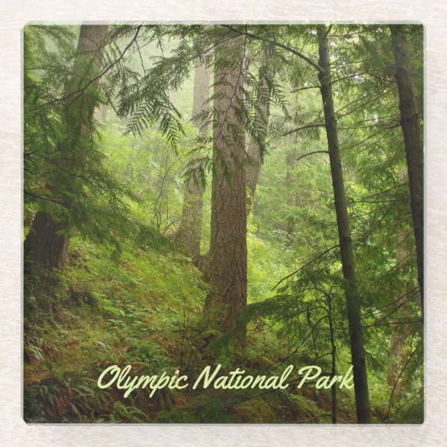 Olympic National Park Rainforest Photo Glass Coaster (Front)