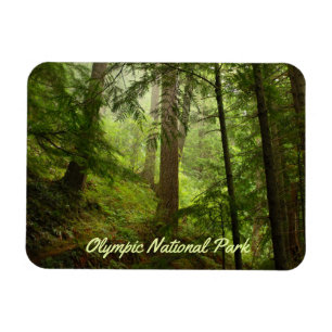 Olympic National Park Rainforest Photo Magnet