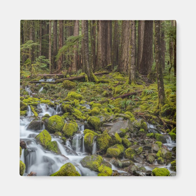 Olympic National Park, Washington State Magnet (Front)