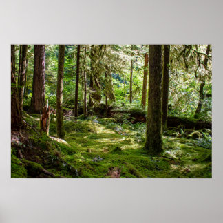 Olympic Peninsula Rainforest Poster