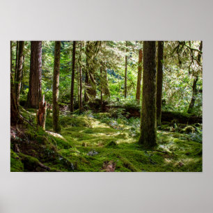 Olympic Peninsula Rainforest Poster