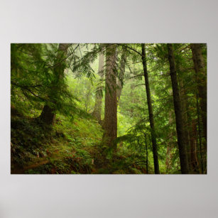 Olympic Rainforest Evergeens and Mist Photo Poster