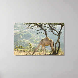 Oman, Dhofar Region, Salalah. Camel Canvas Print