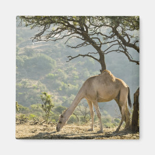 Oman, Dhofar Region, Salalah. Camel Magnet
