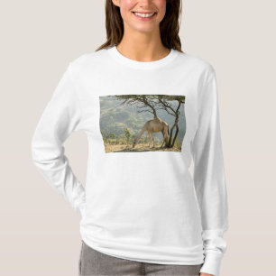 Oman, Dhofar Region, Salalah. Camel T-Shirt