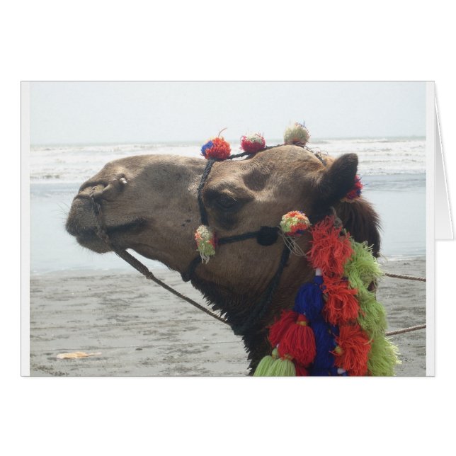 Oman ! Mascate (Devant horizontal)
