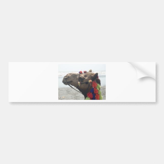 Oman Muscat Camel Photo Art Print Bumper Sticker (Front)