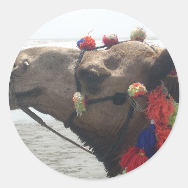 Oman Muscat Camel Photo Art Print Classic Round Sticker (Front)