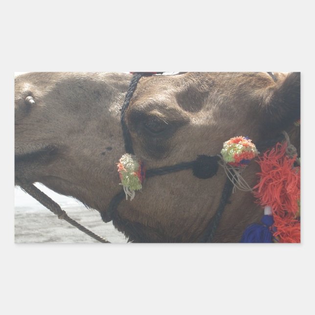 Oman Muscat Camel Photo Art Print Sticker (Front)