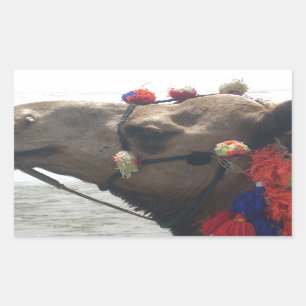 Oman Muscat Camel Photo Art Print Sticker