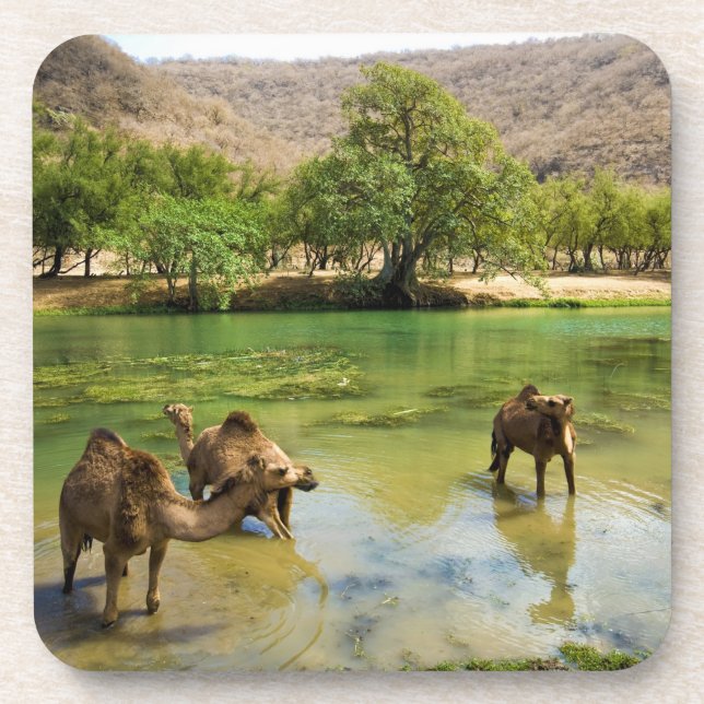 Oman, Wadi darbat Coaster (Front)