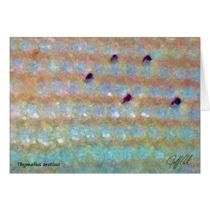 Ombre arctique - carte