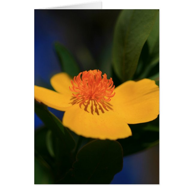 Ombre des fleurs (Devant)