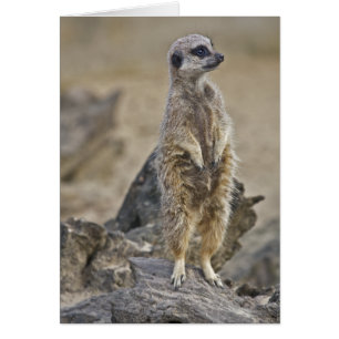 On-Duty Meerkat Card