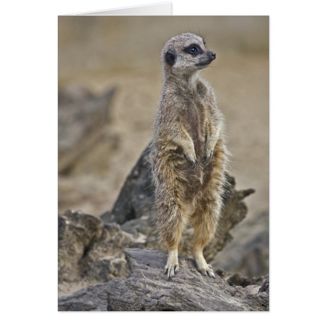 On-Duty Meerkat Card (Front)