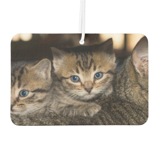 On Momma's Back Air Freshener (Back)