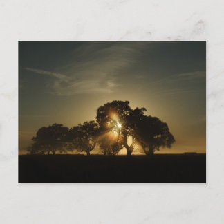 On Mornings Like This Postcard