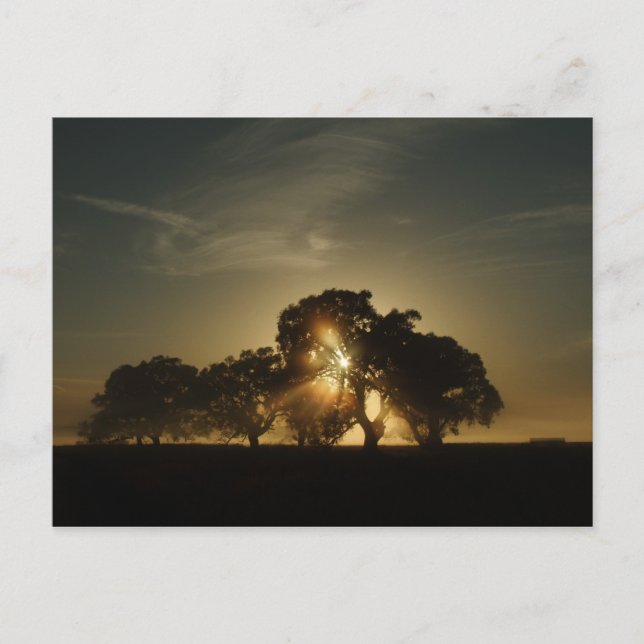 On Mornings Like This Postcard (Front)