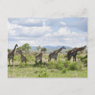 On safari in Mikumi National Park in Tanzania, 2 Postcard