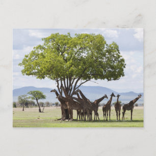 On safari in Mikumi National Park in Tanzania, Postcard