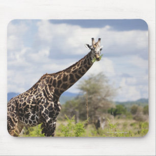 On safari in Tanzania, Africa. Mouse Pad