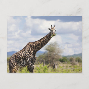 On safari in Tanzania, Africa. Postcard