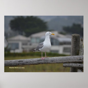 On the Fence Poster