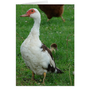 On the Lookout Duck All Occasions 