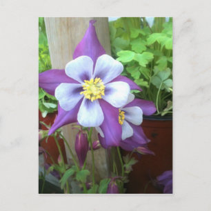 On The Post Postcard