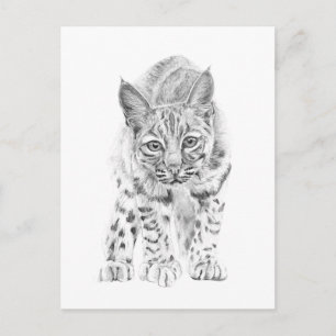 On the Prowl A Young Bobcat Postcard