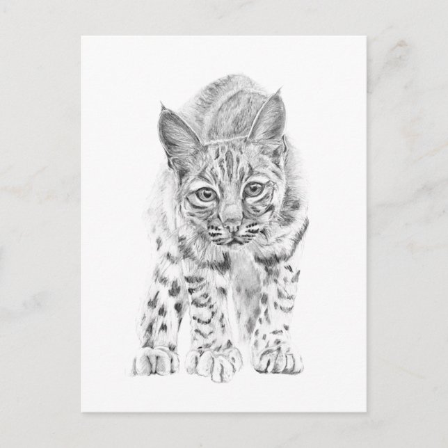 On the Prowl A Young Bobcat Postcard (Front)