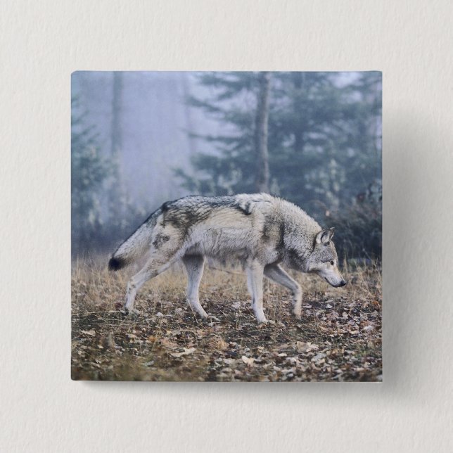 On the Prowl Timber Wolf 2 Inch Square Button (Front)