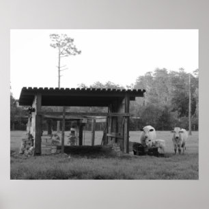 On the Ranch - - Cows -- Black and White Poster
