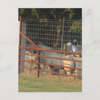 On the Range PostCard