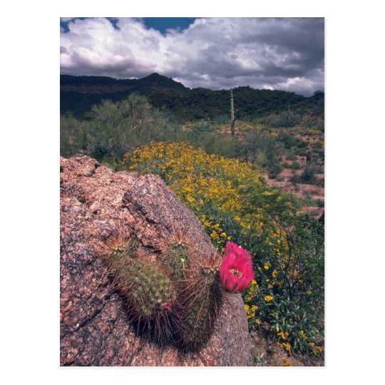 On The Rocks Postcard