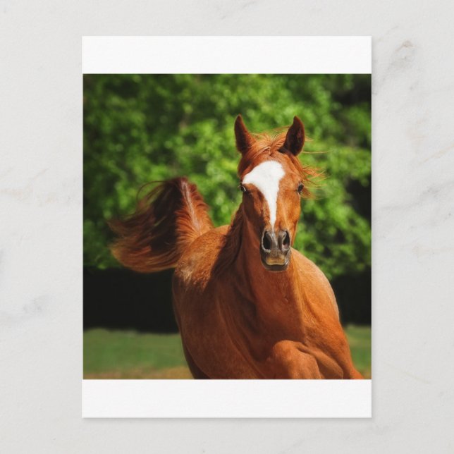 On the run postcard (Front)