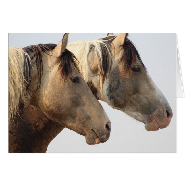 ONAQUI HERD PINTO Sauvages Chevaux de l'UTAH CARTE (Devant horizontal)