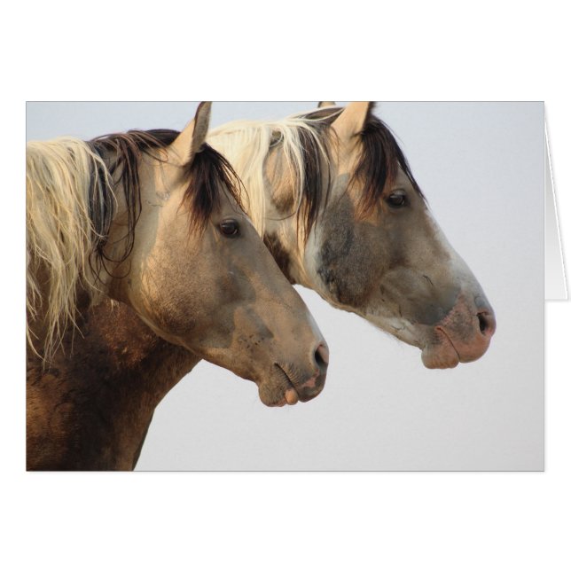 ONAQUI HERD Uinta Chevaux sauvages du désert (Devant horizontal)