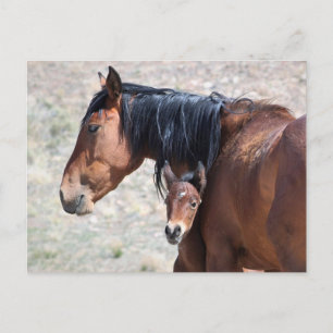 Onaqui Wild Horses Postcard