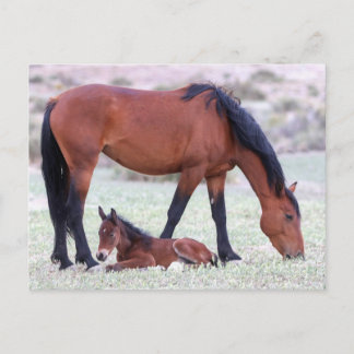 Onaqui Wild Horses Postcard