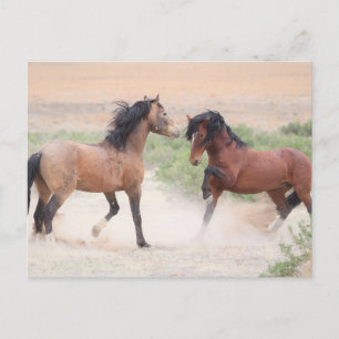 Onaqui Wild Horses Postcard