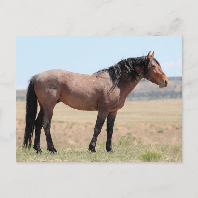 Onaqui Wild Horses Postcard (Front)