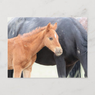 Onaqui Wild Horses Postcard