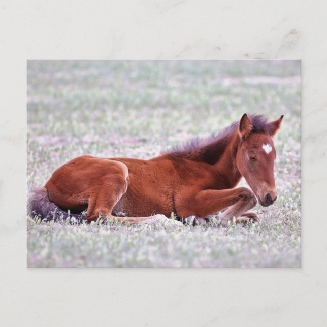Onaqui Wild Horses Postcard (Front)