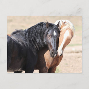 Onaqui Wild Horses Postcard