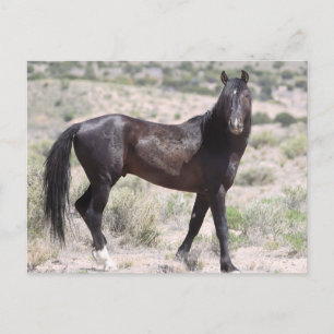 Onaqui Wild Horses Postcard