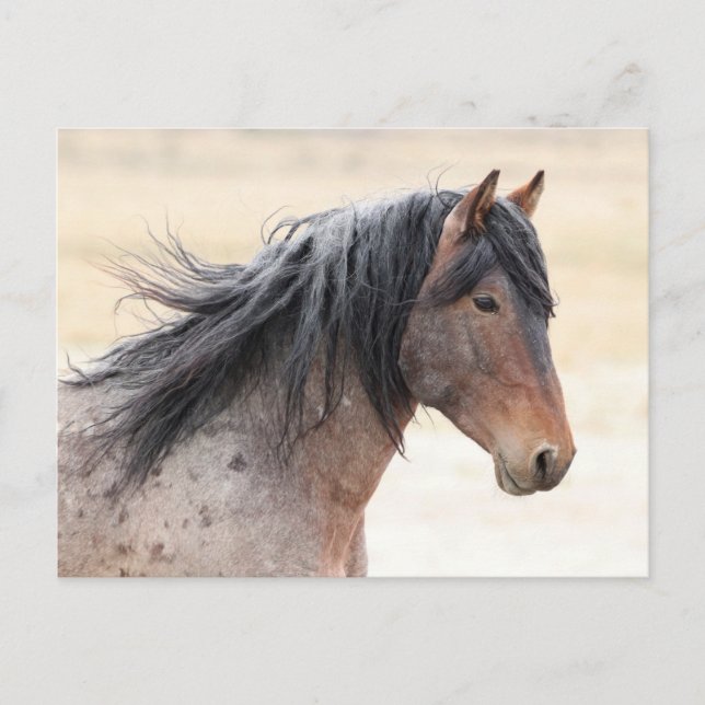 Onaqui Wild Horses Postcard (Front)